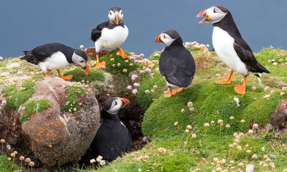 Sumburgh Head